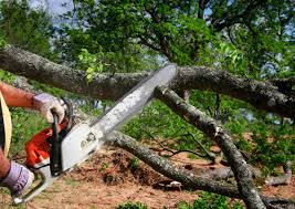 Best Utility Line Clearance  in Nice, CA